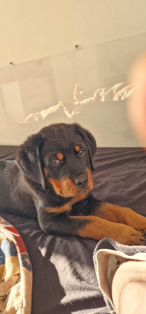 Female Rottweiler puppy 