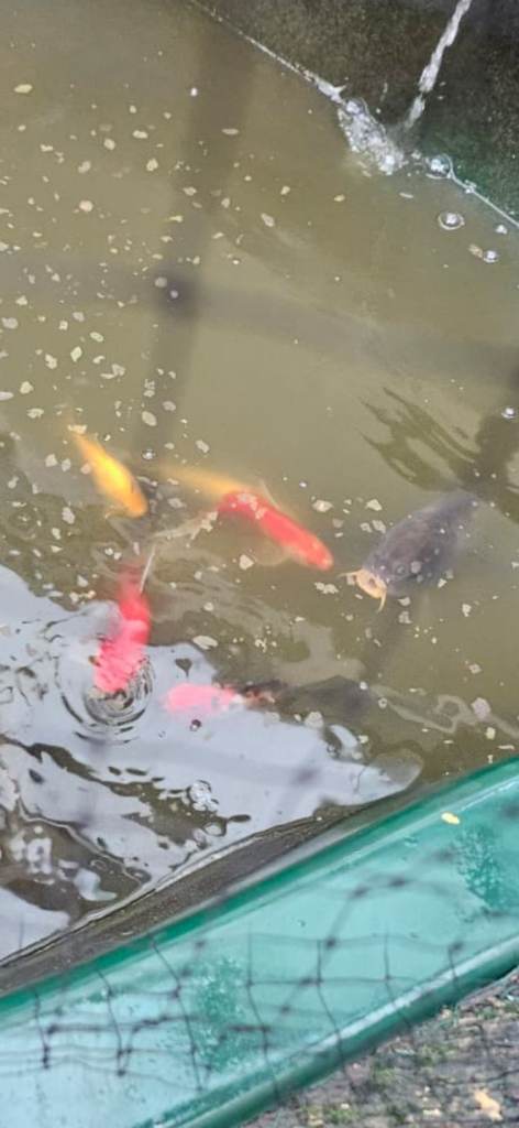 Koi carp/fish