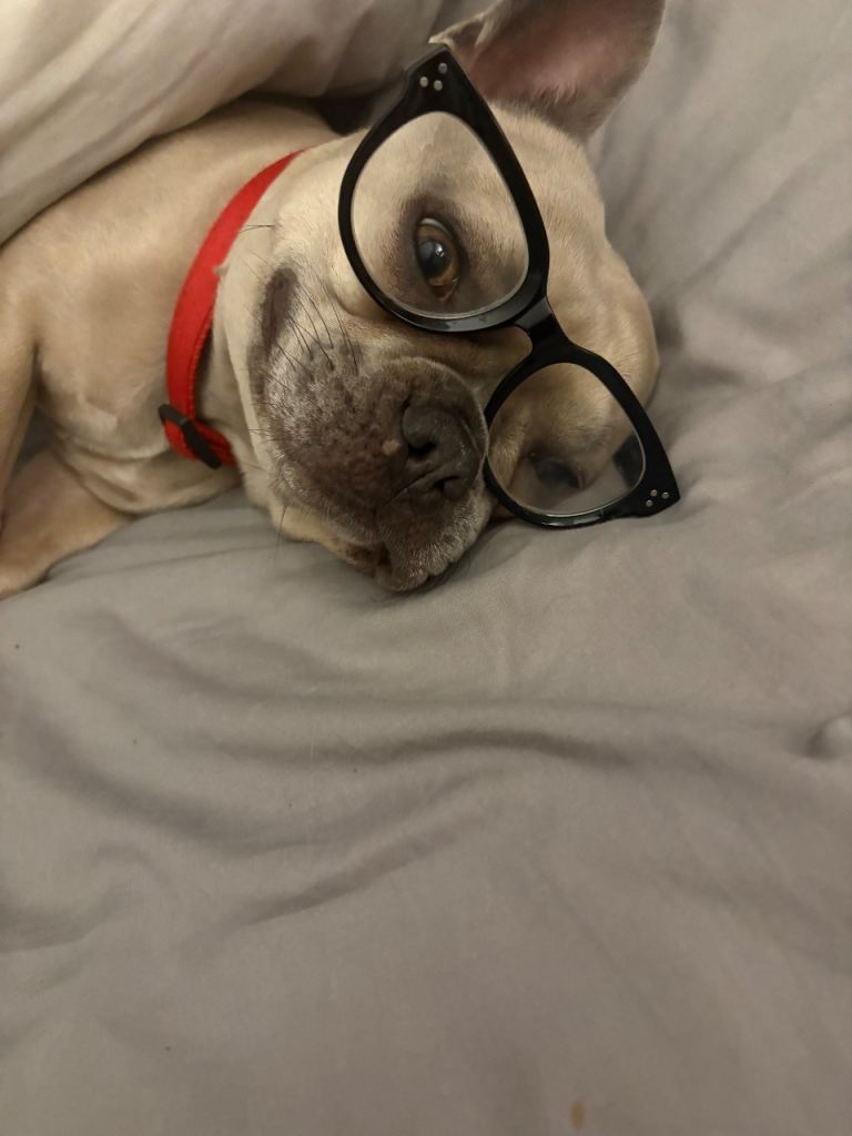 French bulldog bitch 