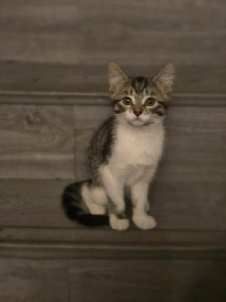 Female 12 weeks old kitten for sale.