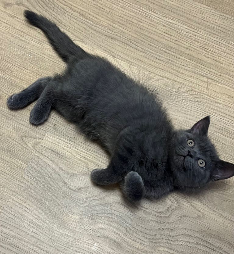 Grey kitten 