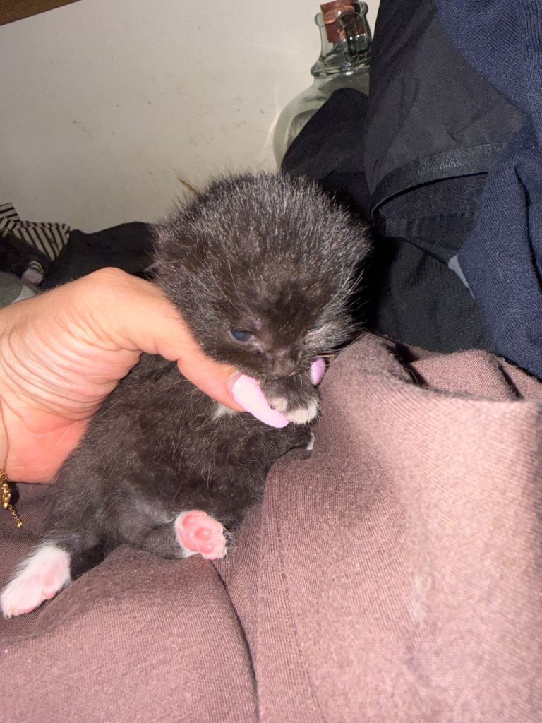 kittens