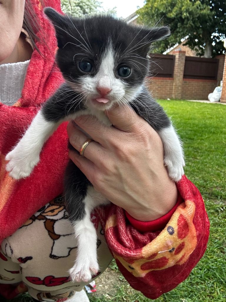 amazing kitten male, black&white