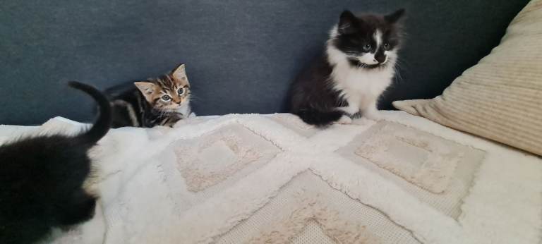 Adorable Kitten for Sale 🐱