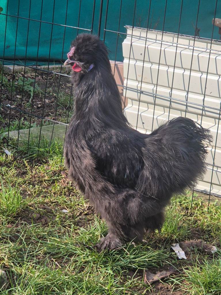 2 x roosters for re hone