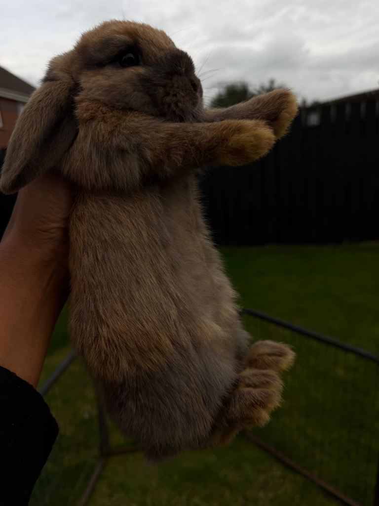 Loo pear bunnies 