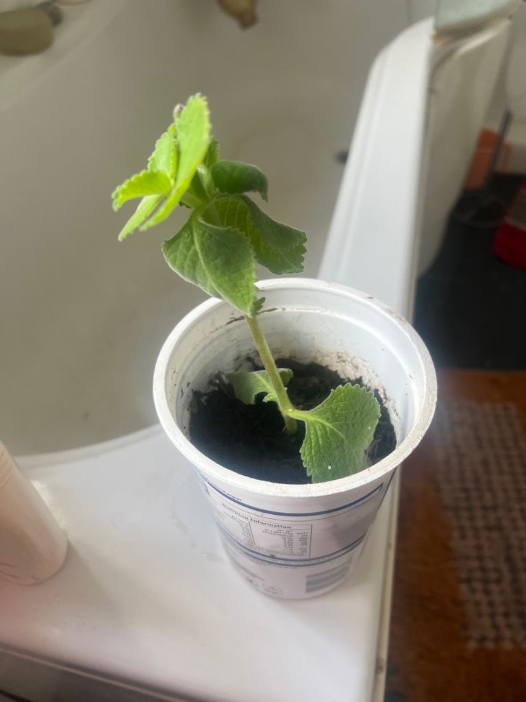 Ajwine(karpuravalli)