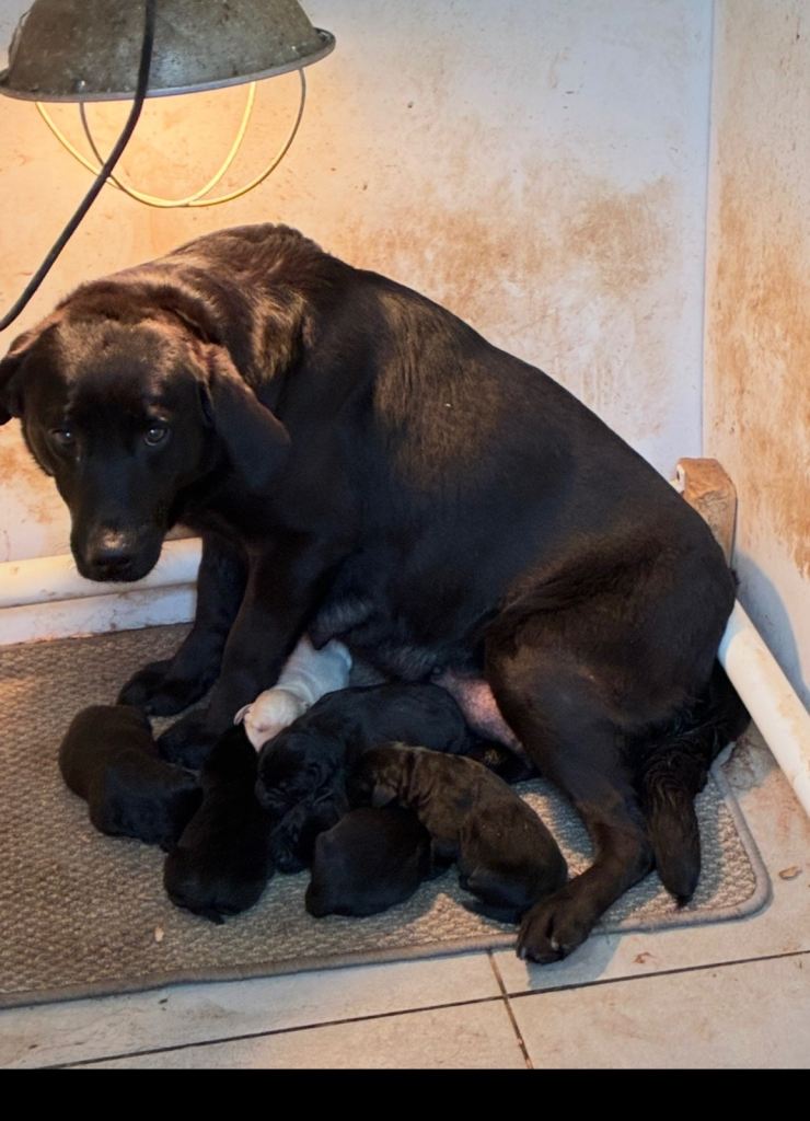 5⭐️kc reg Labrador puppies