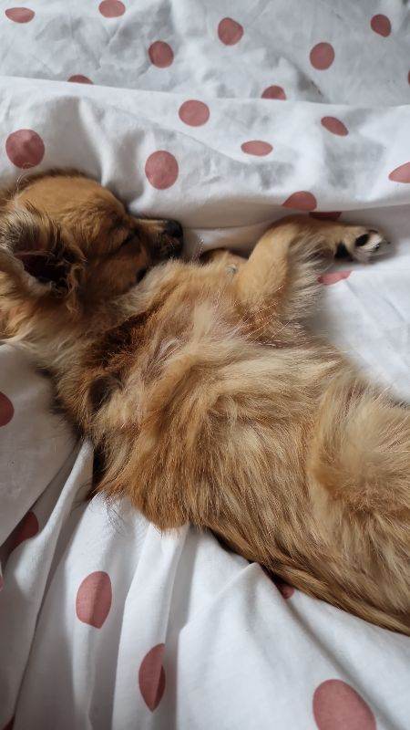 Year old male pomchi