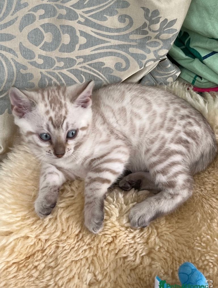 Bengal Kitten 
