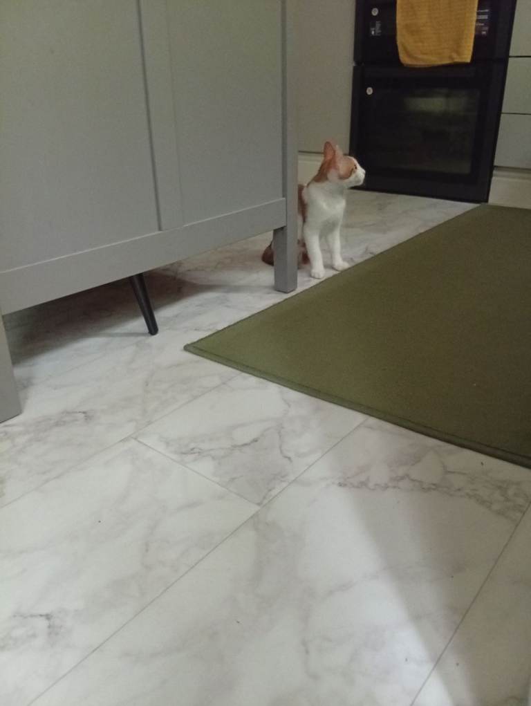 Male kitten 