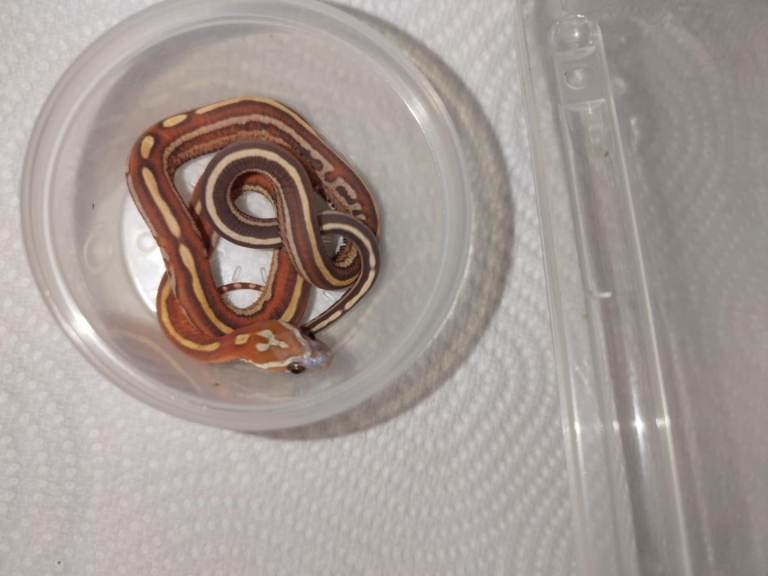 Scalless corn hatchling 