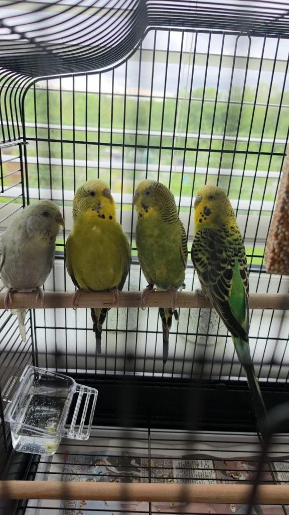 4 budgies & large metal black cage for £250