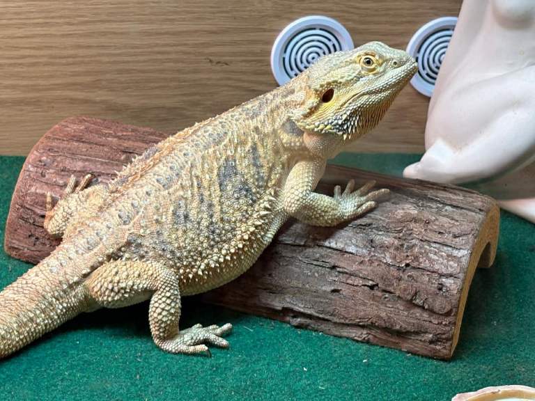 Bearded Dargon Adult with full set up. 2 x 4ft Vivarium