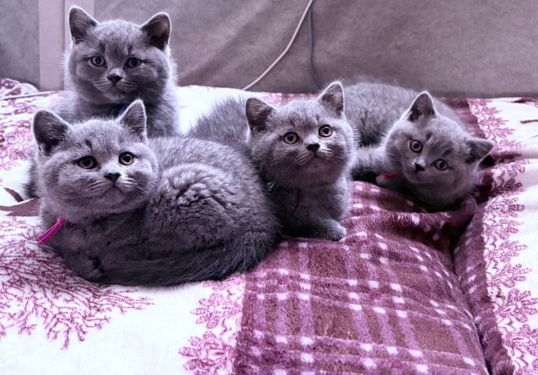 British Shorthair Kittens Looking for Their Forever Homes 
