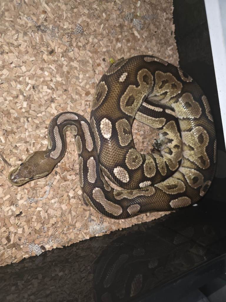 Plug and play snake racks and royals