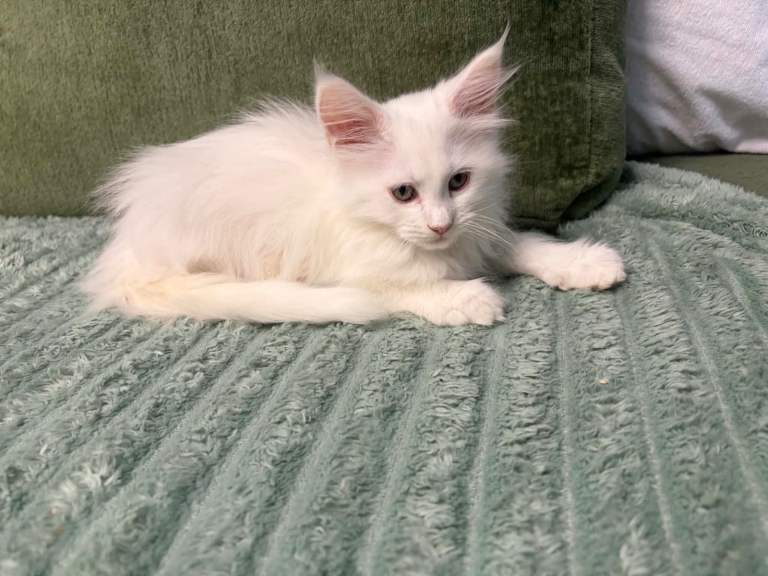 Female Maine coon kittens