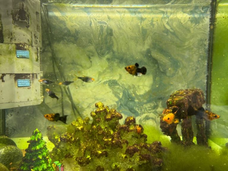 Lovely fish tank COLLECTION ONLY SPONDON