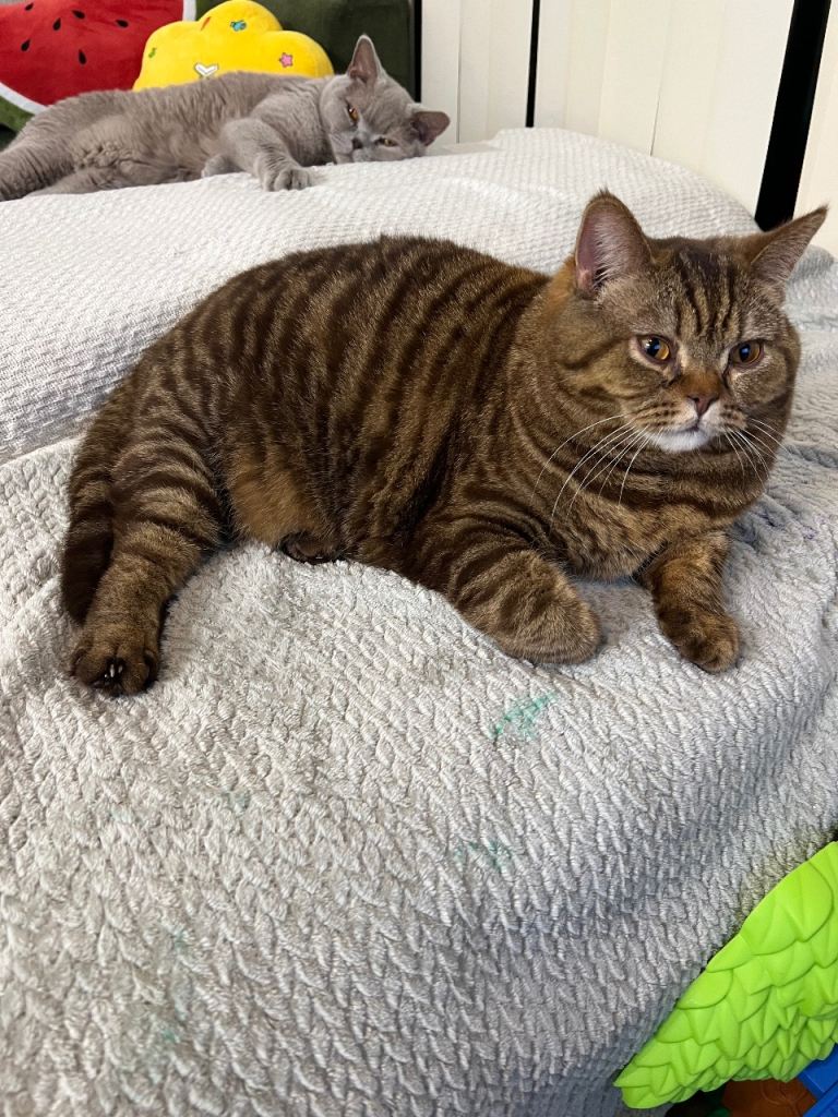 Brown (Black) Classic Tabby British Shorthair