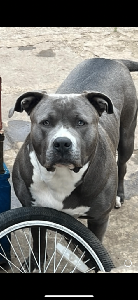 Coco looking for her forever home 🏡 please read Description.