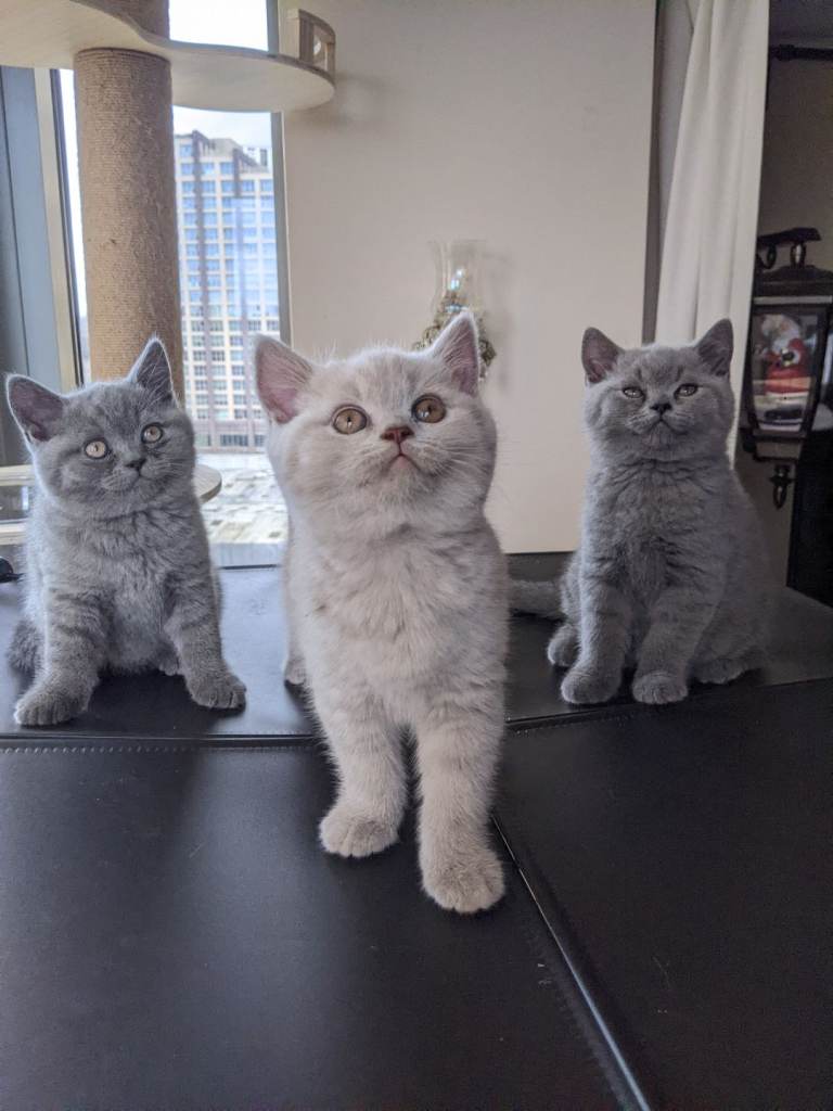  British Shorthair kittens 