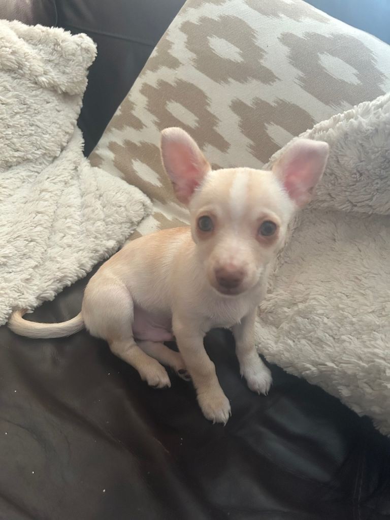 Adorable Chihuahua boy puppy 11 weeks old