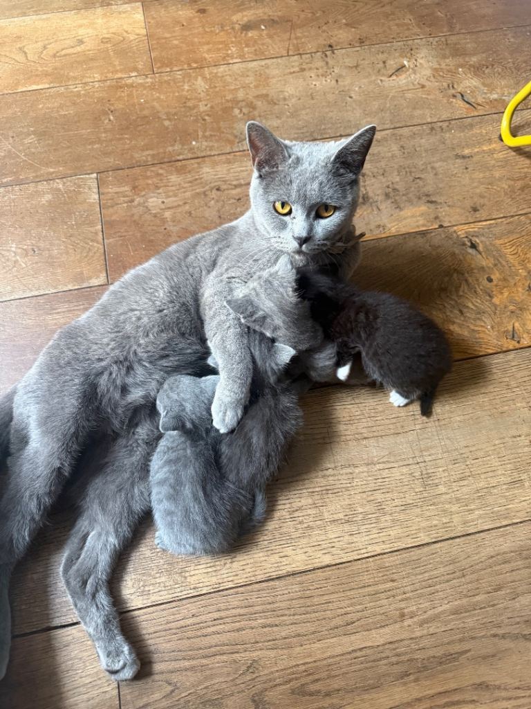 Beautiful British Shorthair Kittens Looking for New Homes