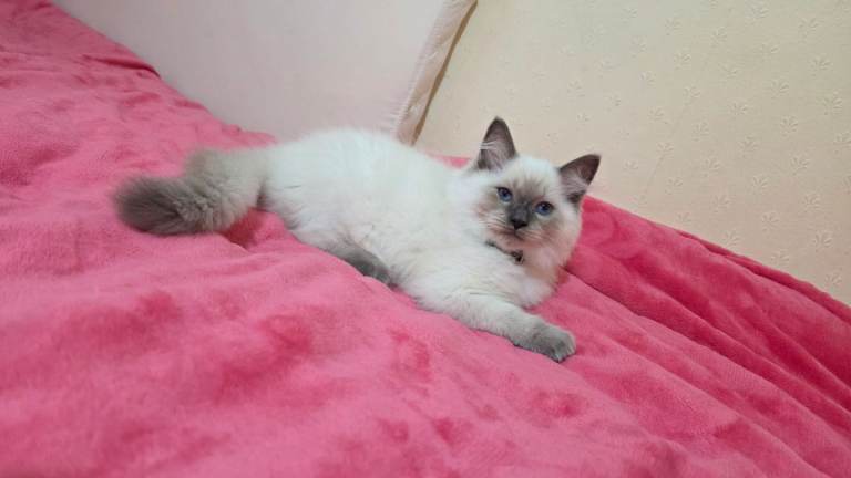 Ragdoll kittens 🐾😻