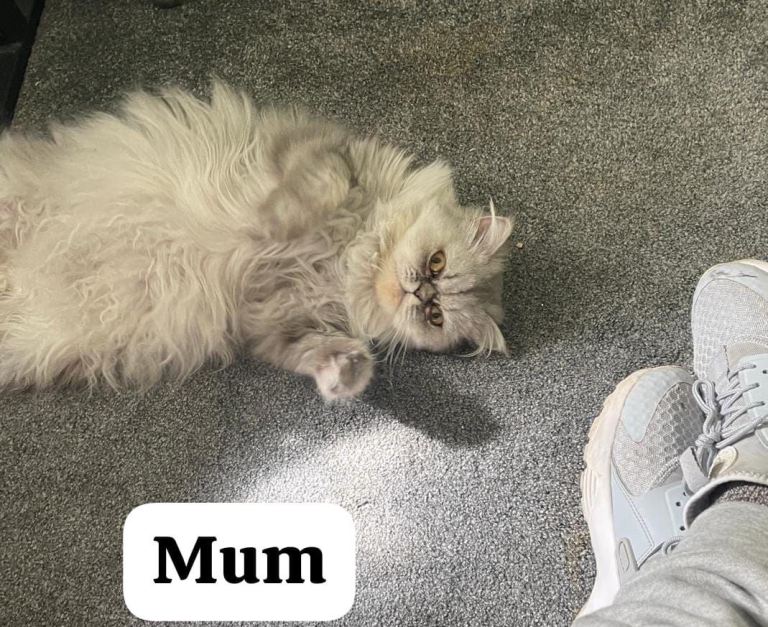 Beautiful female Persian kitten