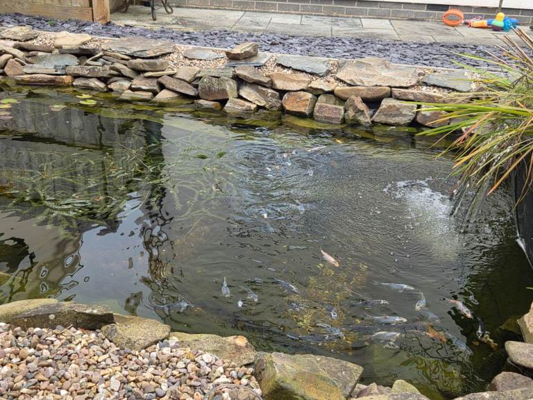 KOI