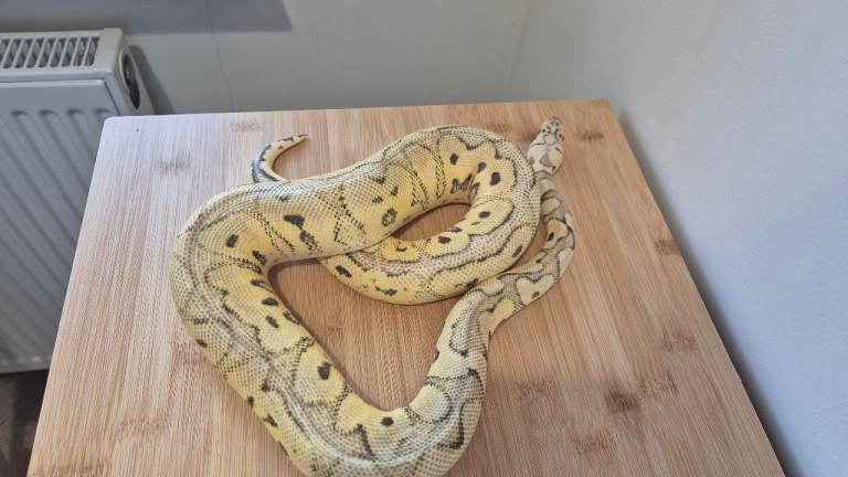 Royal Python rehome