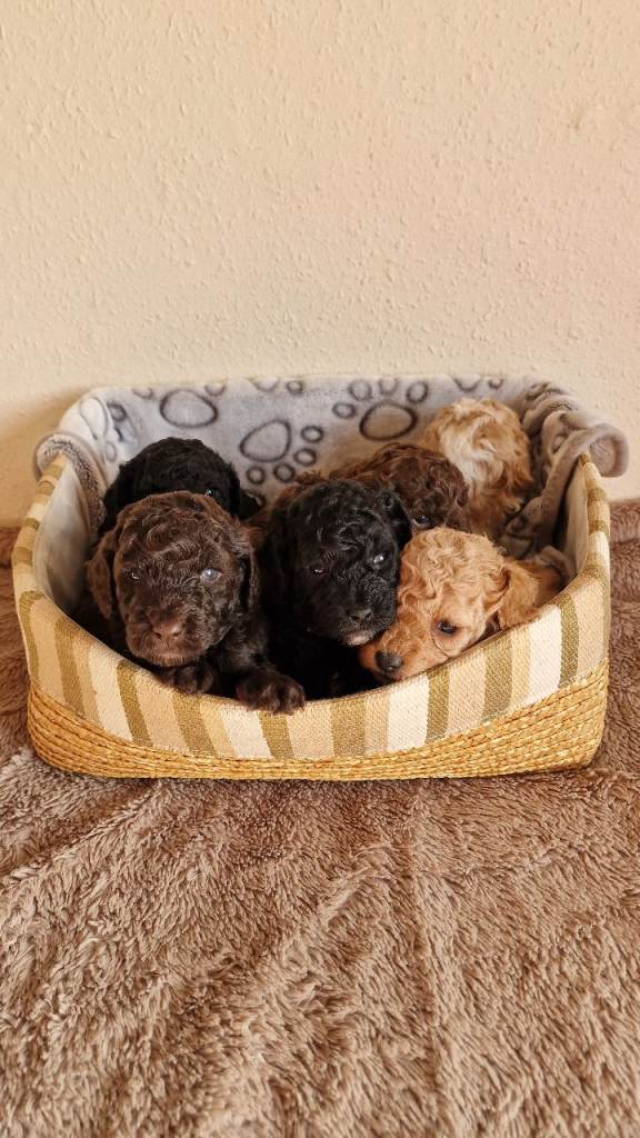 Beautiful Miniature Poodle Puppies PRA clear 