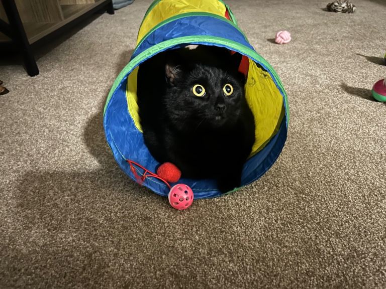Female Black Cat