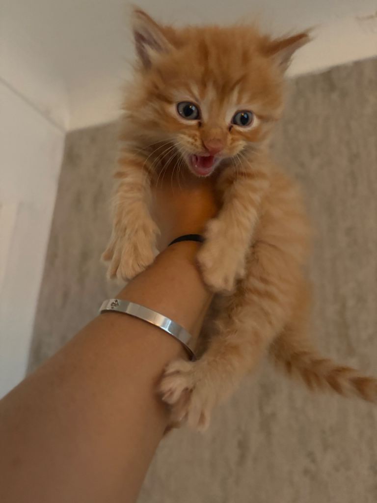 Kittens 