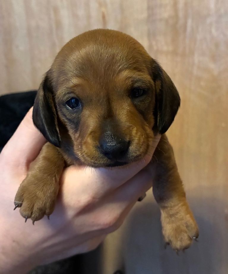 Miniature Dachshunds for sale