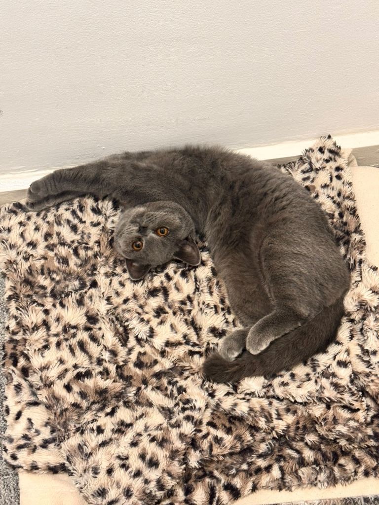 British Shorthair Kitten for Sale