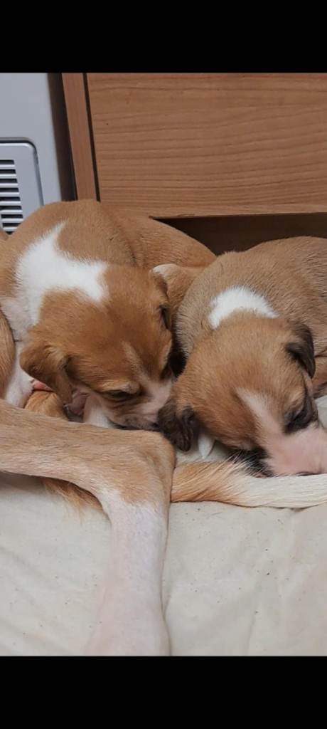 Lurcher pup 1 male pick of the litter