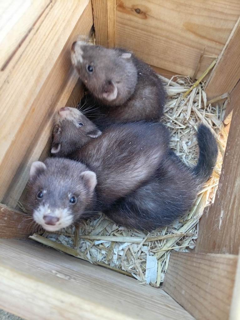 Ferret kits for sale 