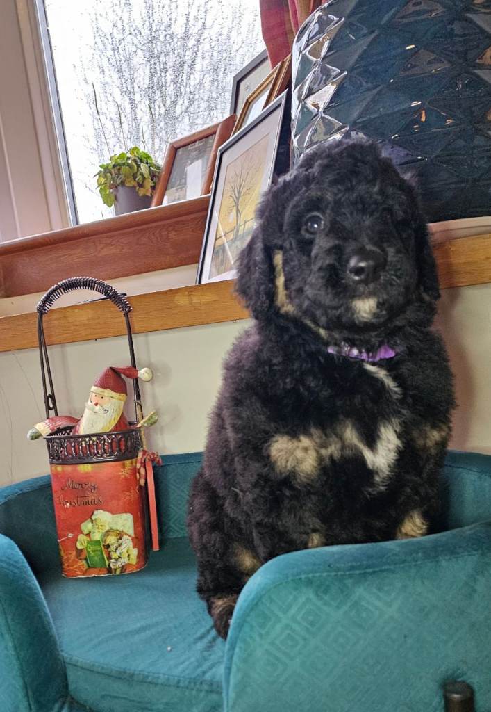 Exceptional Quality Bernedoodle girls 