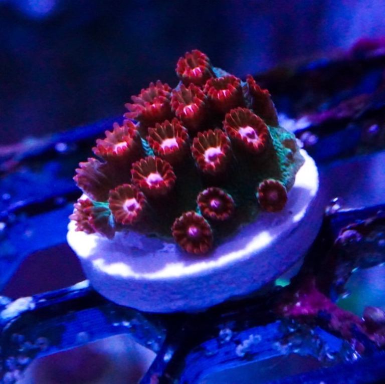Jingle Bells cyphastrea marine coral frag