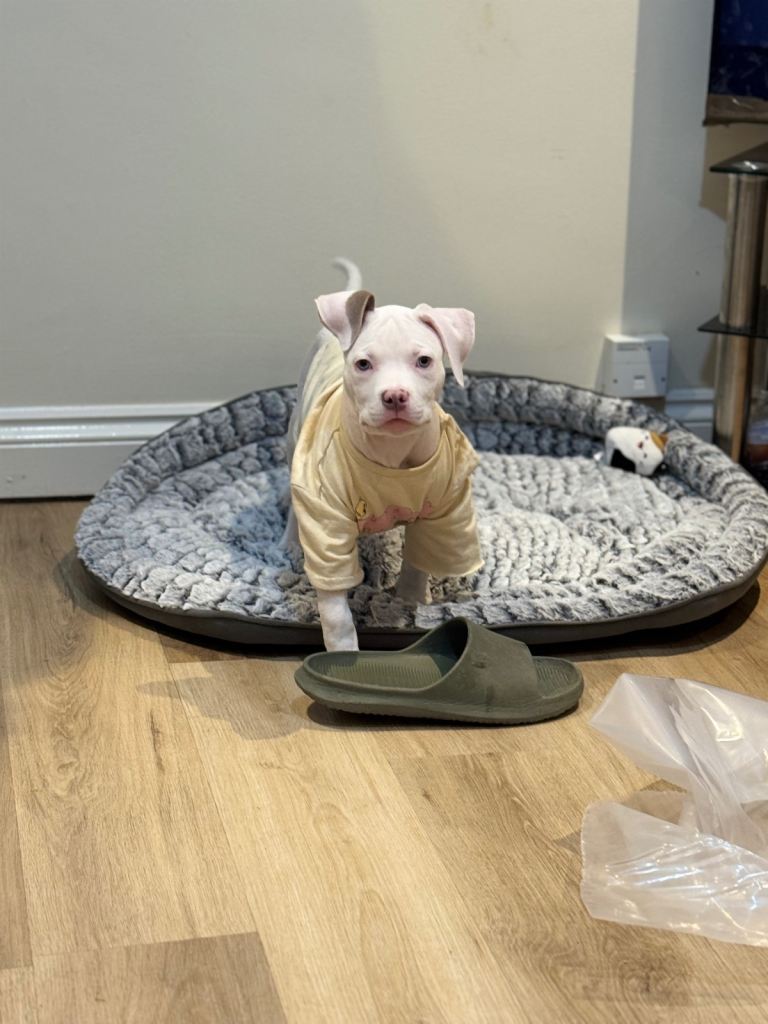 American bully 