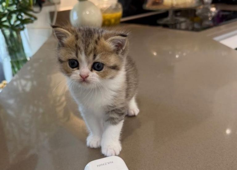 Chinchilla/Persian Female Kitten