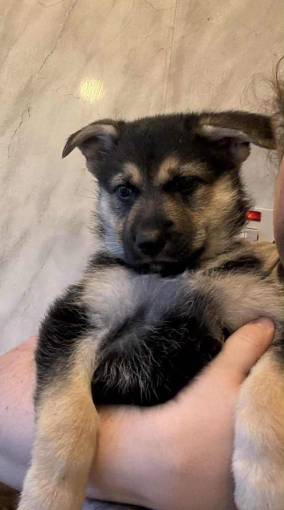 German shepherd puppies