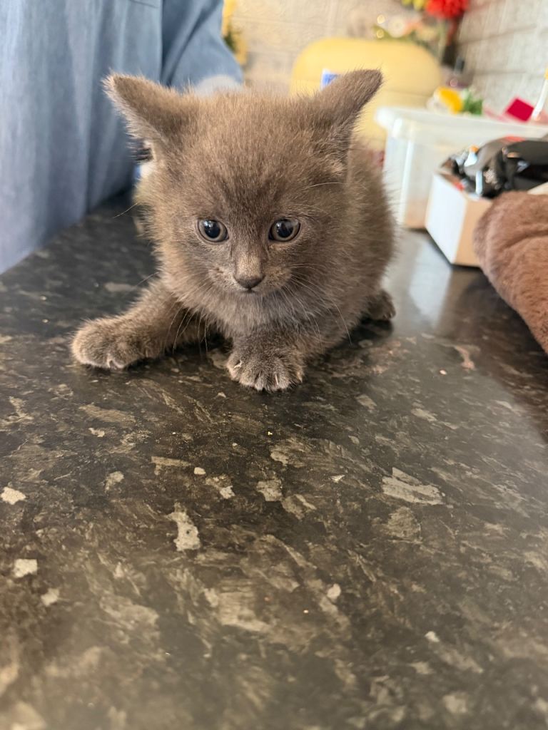 Male all grey kitten 8 weeks old