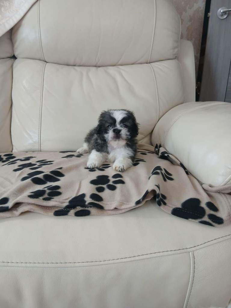 shih tzu puppy