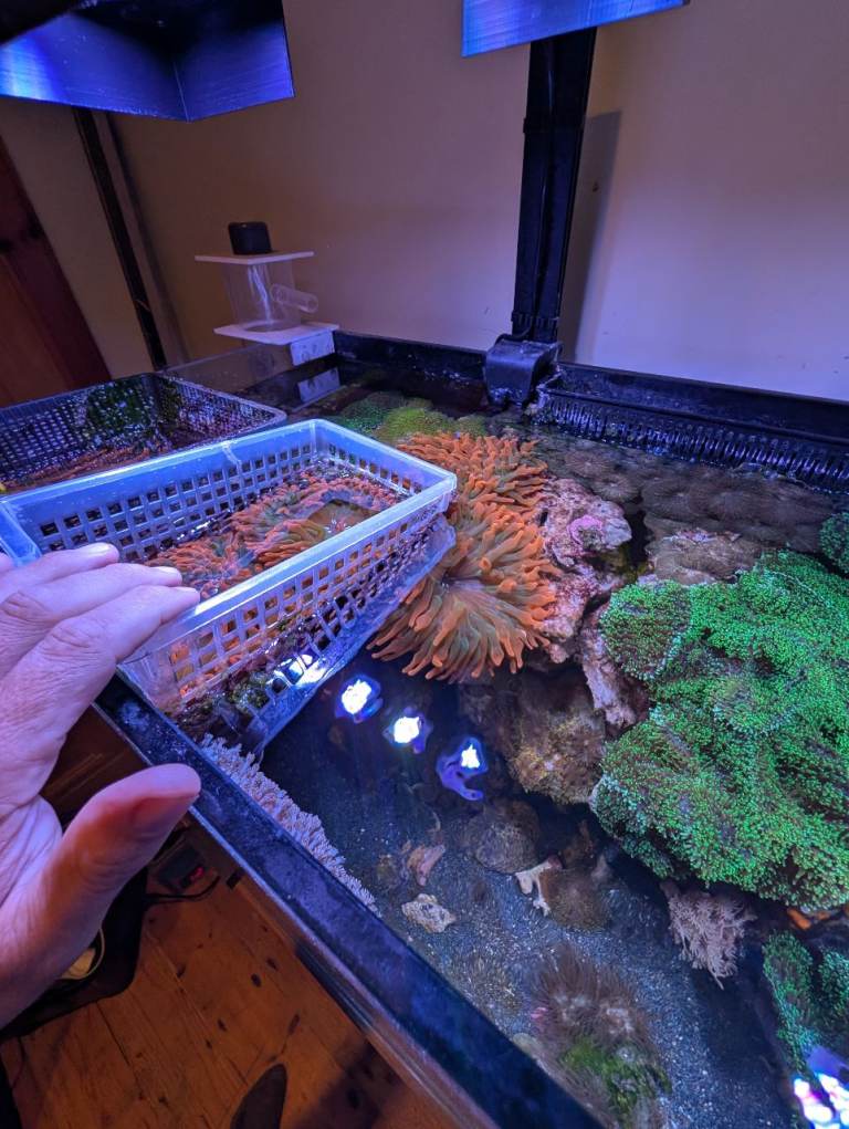 Orange Bubble Tip Anemones (BTA) for Marine Aquarium