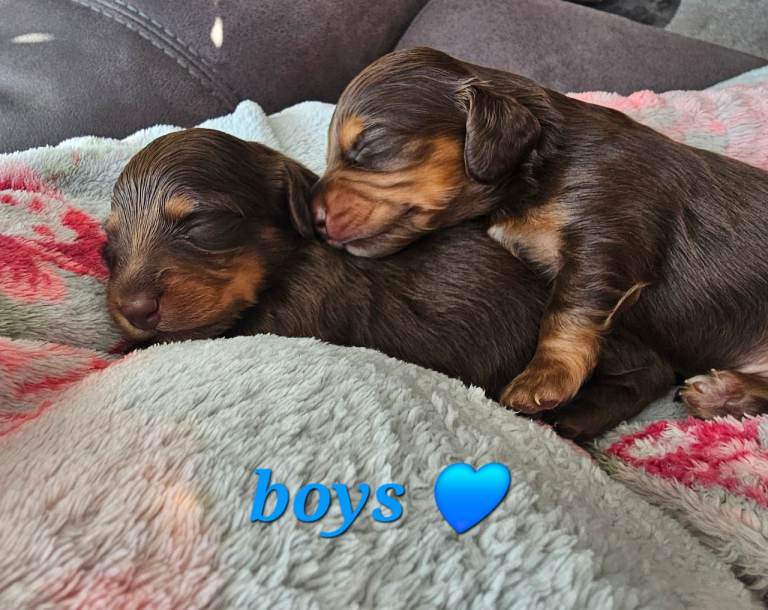 6 mini longhair dachshund puppies 