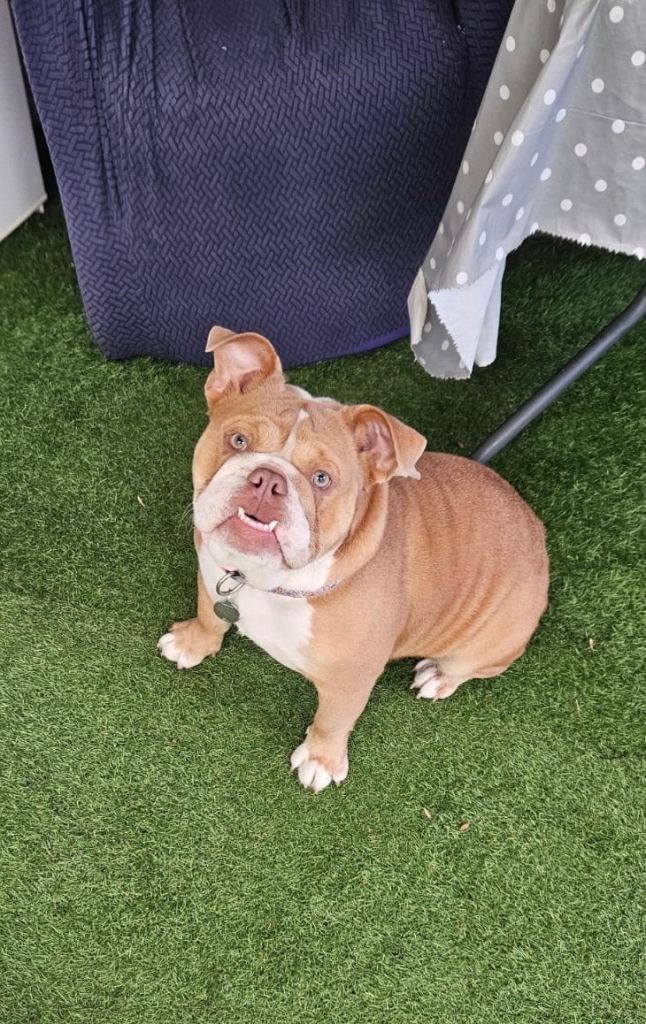 Baby girl Destiny English Buldog 