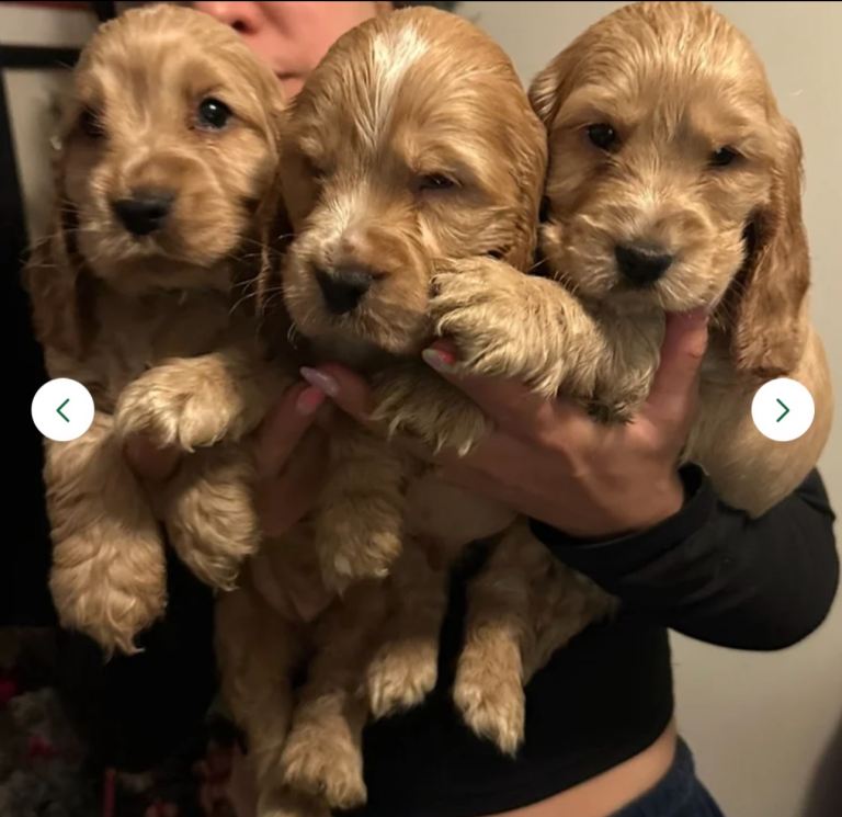 KC Golden Show Cocker Spaniel 
