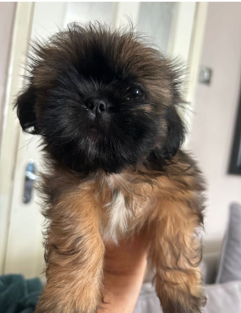 LAST ONE Shihtzu pedigree puppies for sale 